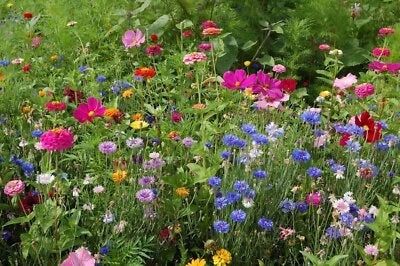 northeast wildflower flower seeds