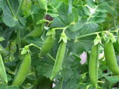 pea sugar flower seeds