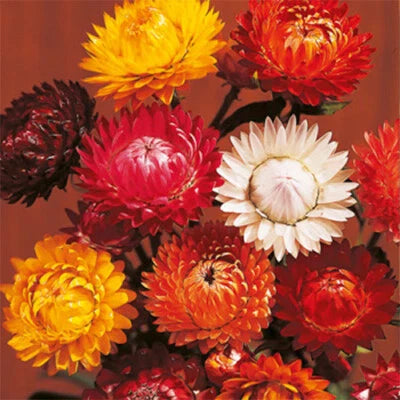 tom thumb flower seeds