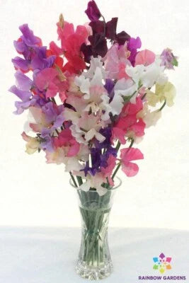 winter romance flower seeds