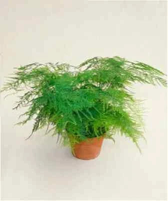 of bridal flower seeds