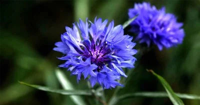 blue tall flower seeds