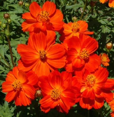 Red Cosmos Dwarf Tall Blooms All Season Butterflies Bees Non Gmo Heirloom Flower Seeds Home