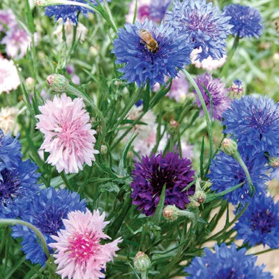bachelor button flower seeds