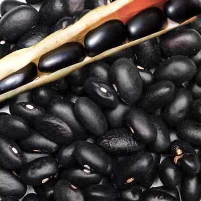 black pound flower seeds