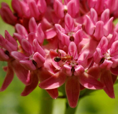 purple milkweed flower seeds