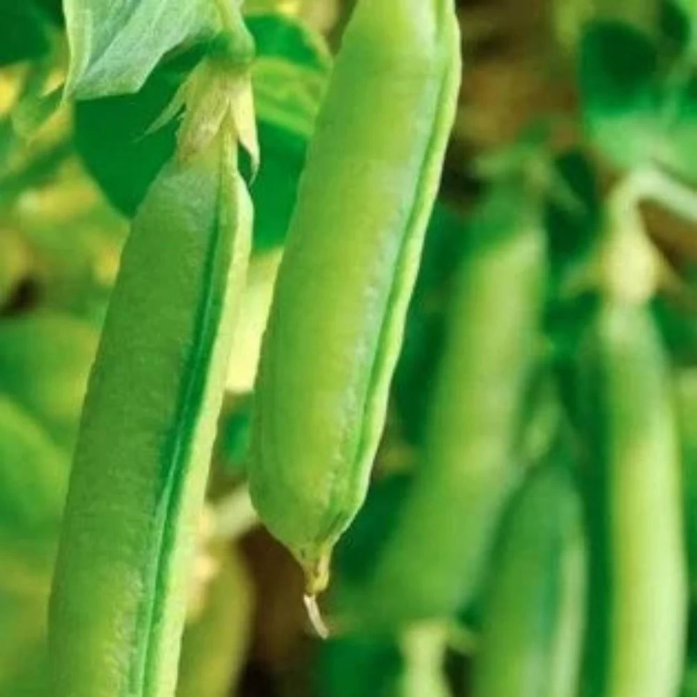 pea sugar flower seeds