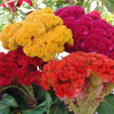 cristata mix flower seeds