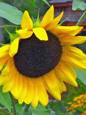 golden sunflowers flower seeds