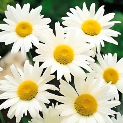 shasta daisy flower seeds