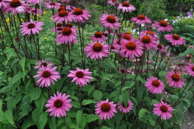 Purple Coneflower Echinacea Purpurea Butterflies Hummingbirds Bees Free Ship Heirloom Non Gmo