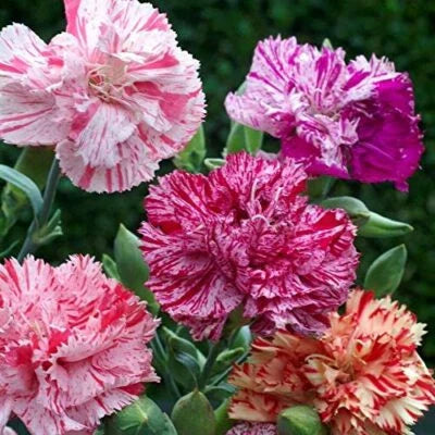double picotee flower seeds