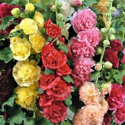 Hollyhock Chaters Double Mix Peony Flowered Blooms Biennial Non Gmo Heirloom Flower Seeds Home