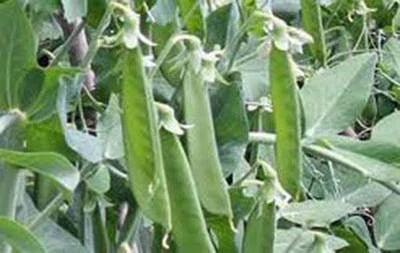 pea lincoln flower seeds