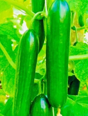 fresh harvest flower seeds