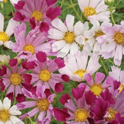 cosmos seashells flower seeds