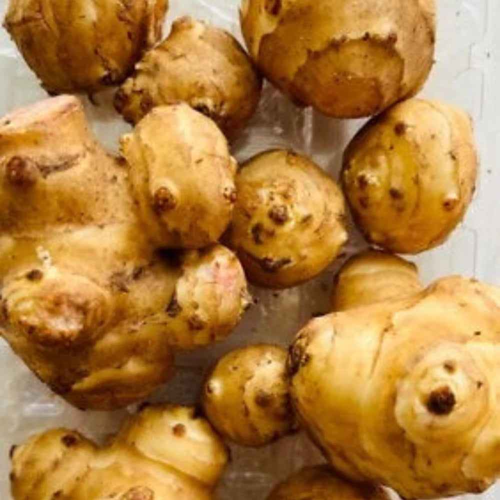 white mammoth flower seeds