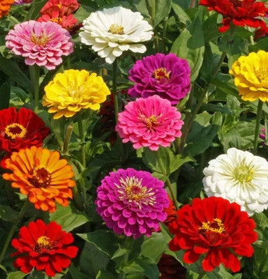 Count Calinia Giant Zinnia Flower Planting Non Gmo Heirloom Easy To Grow Annual Blooms