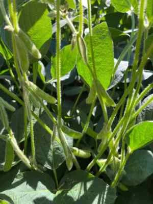 lb forage flower seeds