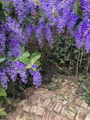 petrea volubilis flower seeds