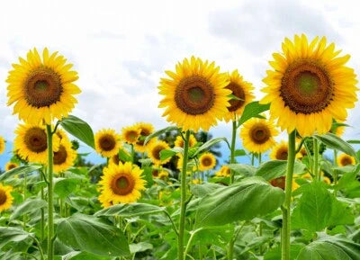 lb giant flower seeds