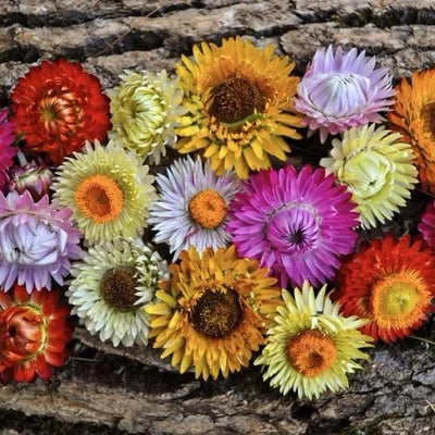 strawflower tall flower seeds