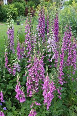 pink purple flower seeds