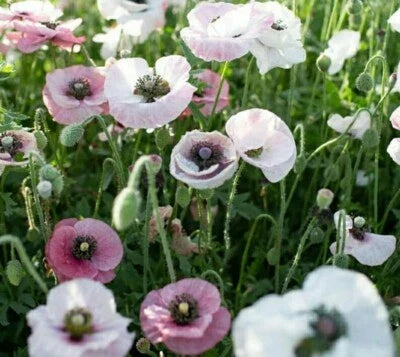 pink white flower seeds