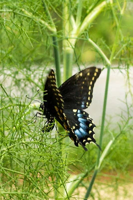 fennel for flower seeds