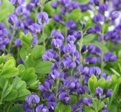 blue baptisia flower seeds