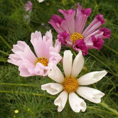seashells cosmos flower seeds