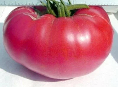 Pink Mennonite Tiffen Beefsteak Tomato Heirloom Non Gmo Flower Seeds Home Garden Planting,