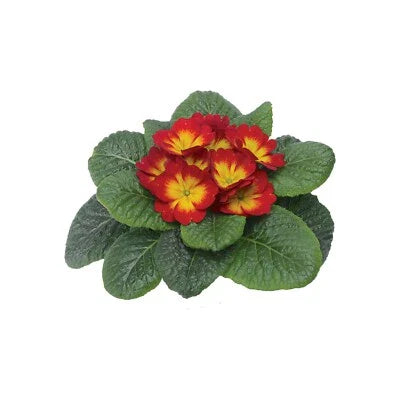 primula for flower seeds