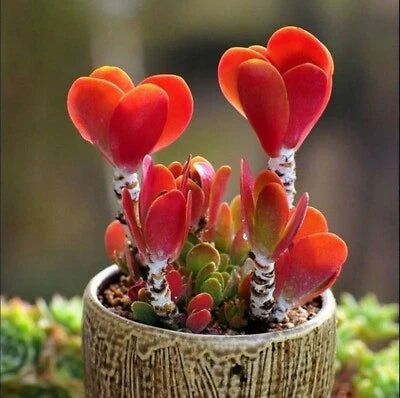 colorful echeveria flower seeds