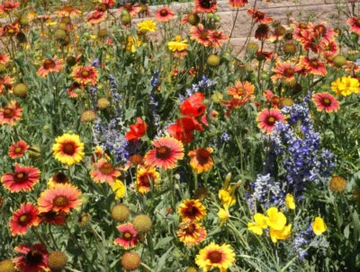 landscapers dry flower seeds
