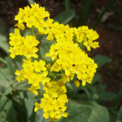yellow basket flower seeds