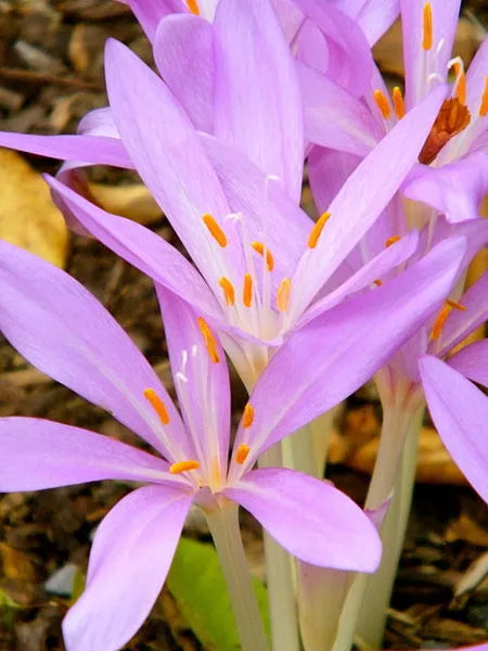 Efterårskrokusblomsterfrø til plantning, arvestykke, ikke-GMO, 100 stk.