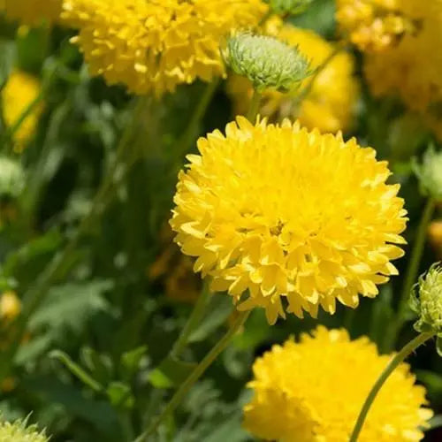 heirloom non flower seeds
