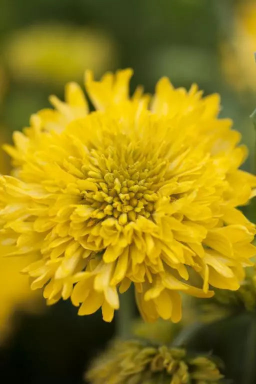 Heirloom Non-GMO Gaillardia Sundance Flower Seeds – Bold Garden Blooms