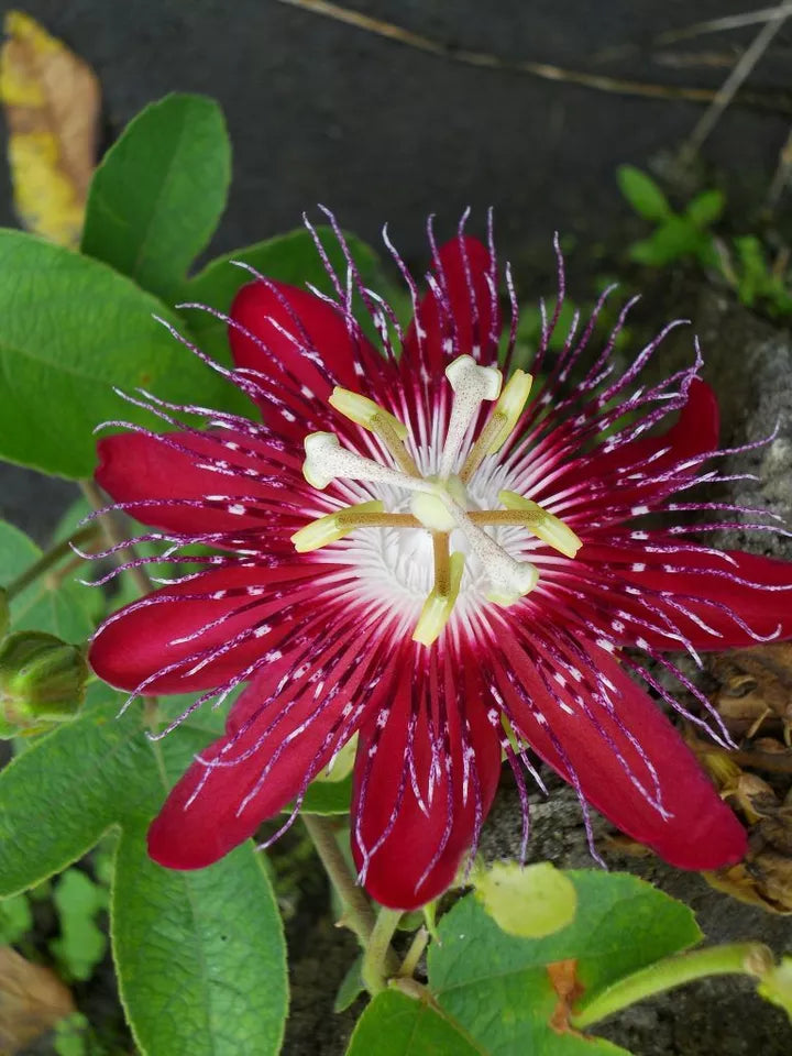 Heirloom Passion Flower Seeds, Non-GMO Exotic Vining Blooms for Tropical Garden Planting