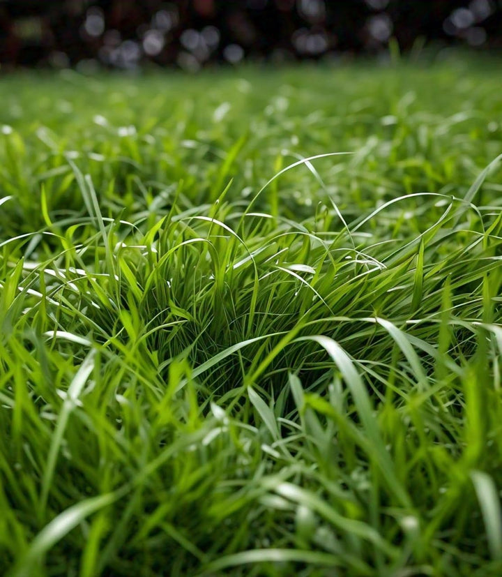 zoysiapalisades
zoysiagrass
palisadesgrass
lowmaintenancegrass