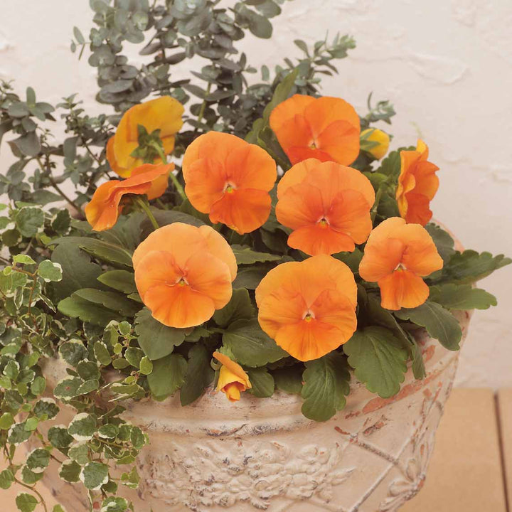 Heirloom Non-GMO Pansy Flower Seeds for Planting – Colorful Cool-Season Garden Blooms