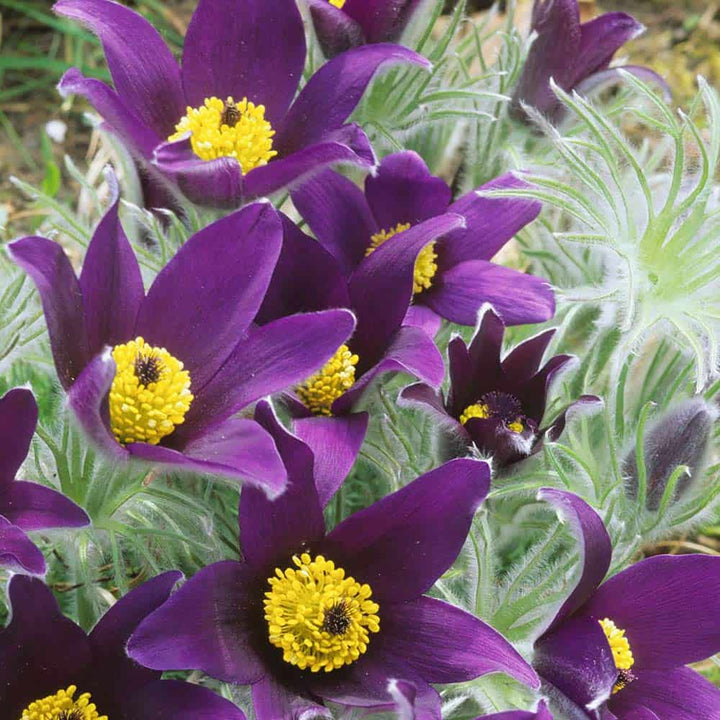 Purple Pasque Flower Seeds – Heirloom Non-GMO Perennial Seeds for Vibrant Garden Displays
