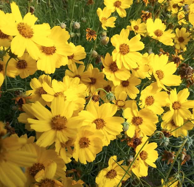 heirloom greenthread flower seeds