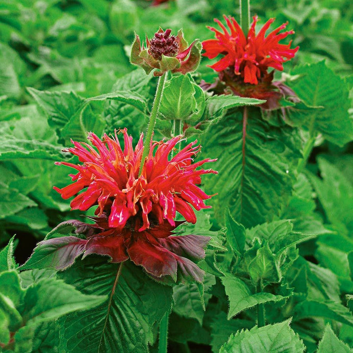 Heirloom Non-GMO Red Monarda Didyma Flower Seeds for Pollinator-Friendly Gardens and Vibrant Planting