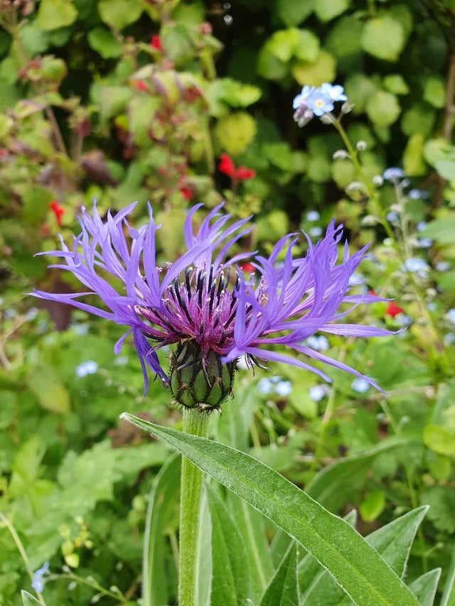 Blå Centaurea Montana blomsterfrø til plantning - 100 stk