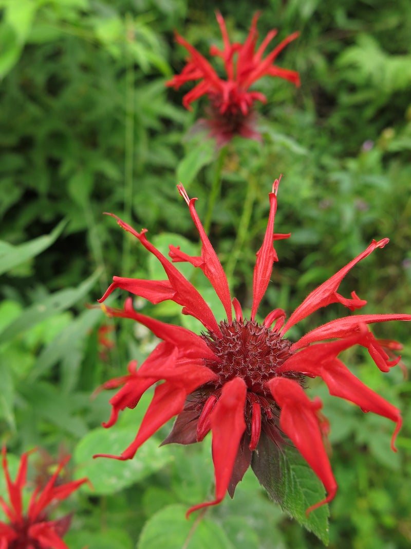 heirloom monarda flower seeds