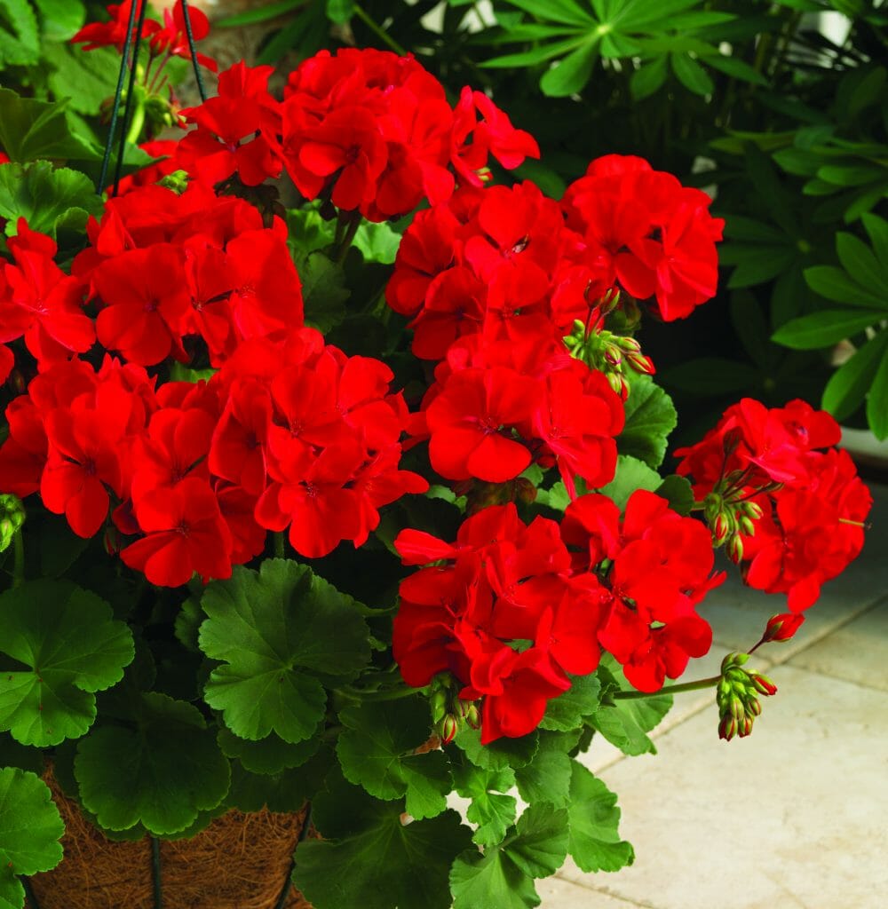 Fresh Geranium Flower Seeds for Planting, Red 100 pcs