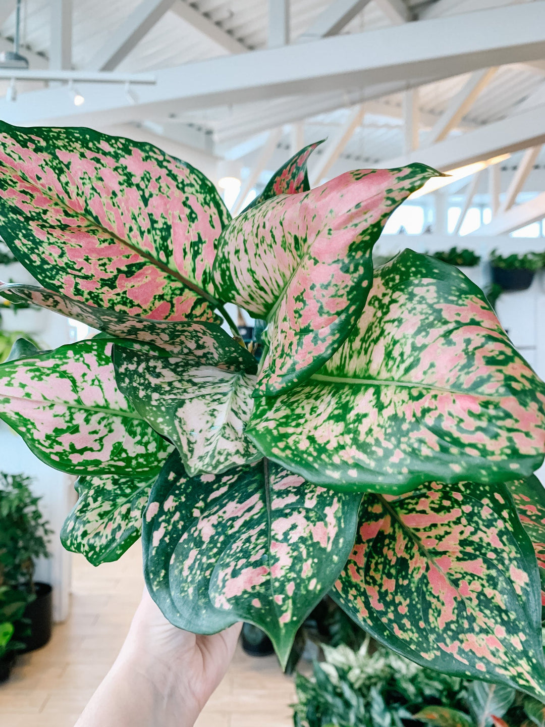 aglaonema propagation seed Pink Aglaonema Plant Seeds for Planting, NON GMO Seeds- 100 pcs