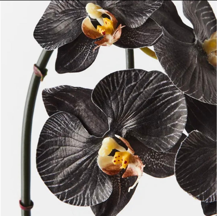 Black White Phalaenopsis Orchid Flower Seeds – Heirloom Non-GMO Seeds for Garden Planting